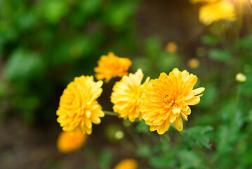 Canvas Print - Yellow flowers in the garden, beautiful flowers chrysanthemums on background, close up