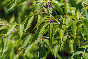 Sticker - New Green Leaves On A Tree Branch Blowing In The Wind In Spring