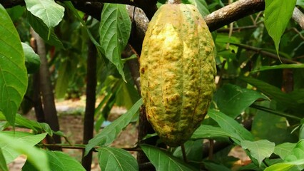 Wall Mural - Yellow Cacao pods grow on trees. Ripe cacao fruits, There are many ripe cacao fruits all over the tree. plant cocoa fruit plantation,4k video