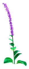 Canvas Print - 3D Rendering Foxglove Plant on White