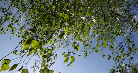 Wall Mural - green birch leaves on a blue sky background, birch foliage in the spring season