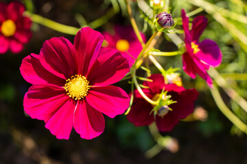 Wall Mural - Beautiful pink color cosmos (Mexican aster) flower background