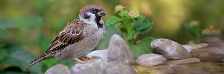 Feldsperling oder Feldspatz (Passer montanus) sitzt am Wasserbecken im Garten, Panorama 