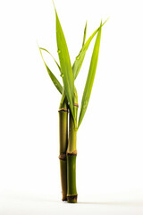 Wall Mural - Tall bamboo plant with green leaves on it's stems.