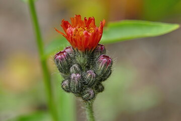 Wall Mural - Orange hawkweed or Pilosella aurantiaca