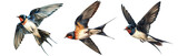 Set of Swallow bird with watercolor painting style isolated on transparent background.