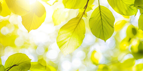 Wall Mural - Sunlit Green Leaves in Springtime Forest with Bokeh Background