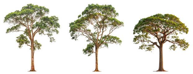 Poster - Beautiful tall trees collection isolated on transparent or white background