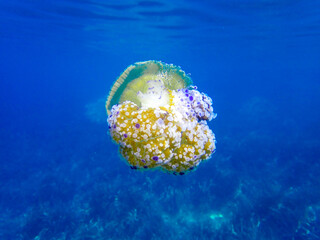 Wall Mural - Closeup of Sea Moon Fried Egg jellyfish, jellyfish with orange body and blue tentacles is swimming in water with a blue background, jellyfish in Mediterranean Sea swimming and dancing, jelly fish.