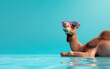 © GulArt - Cool camel in sunglasses relaxing on the blue sea water in summer day