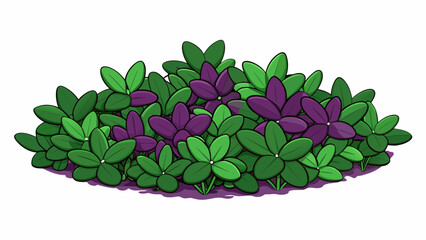 Fototapete - A lowgrowing ground cover with small ovalshaped leaves in shades of deep purple and green. Its trailing stems spread out and create a beautiful mat of. Cartoon Vector