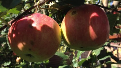 Wall Mural - Two apples hanging from a tree