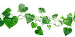 © Uday - Twisted jungle vines liana plant with heart shaped on white background,png