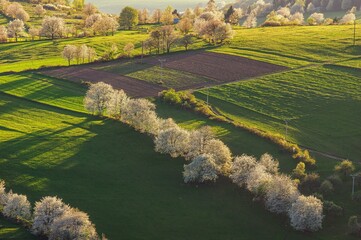 Wall Mural - Incredible landscape with blooming lush trees on a sunset. Seasonal background. Flowering orchard in spring time. Scenic image of trees in dramatic garden. Beauty of earth.