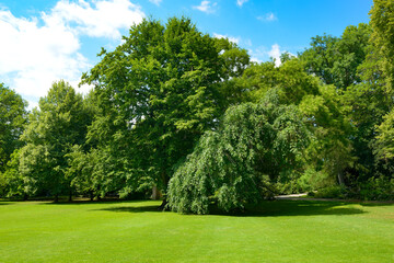 Wall Mural - green grass and trees in picturesque clearing in the park.