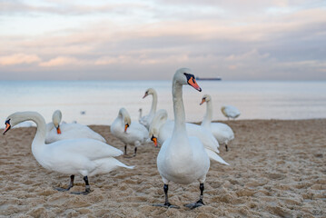 Wall Mural - swan on the lake