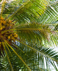 Wall Mural - Photograph of a king coconut tree top with coconuts and branches. Vertical photo