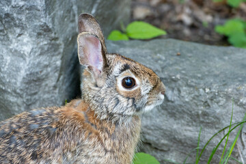 Closeup of a Cute Cottontail Rabbit in a Backyard Garden