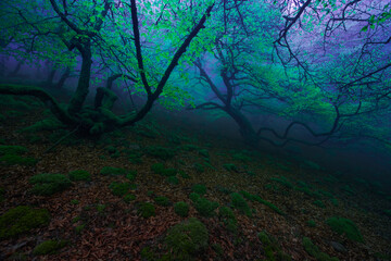 Wall Mural - magical forest with dark trees