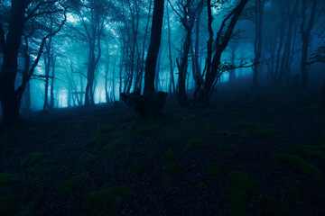 Wall Mural - magical forest with dark trees