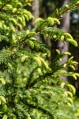 Wall Mural - A close up of a pine tree adorned with yellow flowers