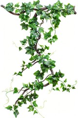 Wall Mural - Leaves on white Background