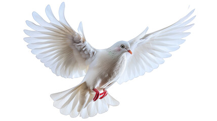 White dove, isolated