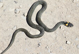Fototapeta Storczyk - A common snake (Natrix natrix) is not poisonous