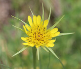 Fototapeta Storczyk - Tragopogon dubius grows in nature in summer