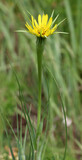 Fototapeta Storczyk - Tragopogon dubius grows in nature in summer