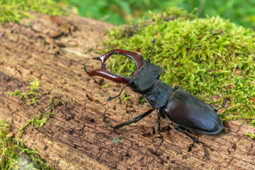 Wall Mural - Stag beetle kite male (Lucanus cervus ) on the trunk of a of a dead tree in the forest in spring.