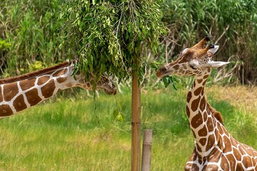 a pair of giraffe in the zoo