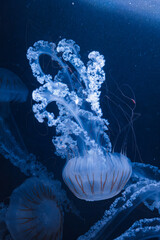 Wall Mural - underwater photos of jellyfish chrysaora plocamia south america sea nettle