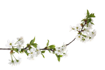 spring branch with beautiful blossoms and leaves isolated on white