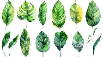 Set of Watercolor Tropical spring green leaves isolated on transparent background, png, cut out.