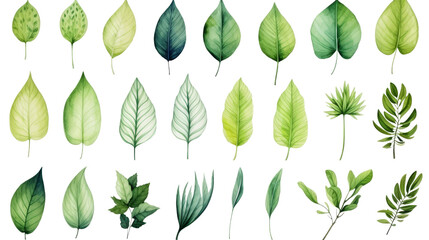 Wall Mural - Set of Watercolor Tropical spring green leaves isolated on transparent background, png, cut out.