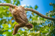 © Danita Delimont - Costa Rica. Close-up of three-toed sloth hanging on limb.