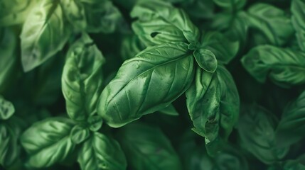 Poster - close up of fresh green basil leaf : Generative AI