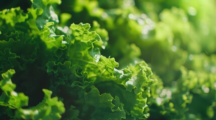 Poster - Fresh green lettuce closeup Green fresh background Banner selective focus : Generative AI