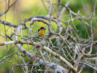 Wall Mural - Gilded Barbet on tree branch in Ecuador