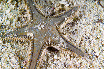 starfish on the sand, Red comb star (Astropecten aranciacus) Mediterranean sea, Alghero, Sardinia. Italy