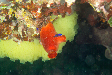 Wall Mural - red Sea squirt (Halocynthia papillosa). Hard and rough cartilaginous tunic about 6 cm in length. Alghero, Sardinia