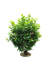 Wall Mural - Ixora Red needle flower. (png) Ornamental plants and evergreen shrubs (shrubs) square shape. For making fences and decorating the garden for beauty.