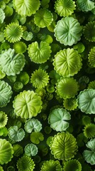 Poster - Refreshing Array of Vibrant Green Leaves in a Dense, Natural Pattern, Perfect for Eco-Friendly Backgrounds
