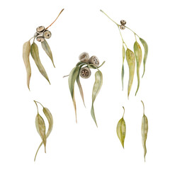 gum tree leaves set. eucalyptus green and dry foliage. watercolor illustration on transparent backgr