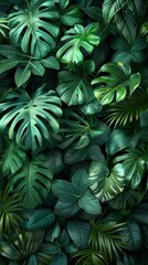  Dense jungle foliage, isolated dark green background, large copy space top for text