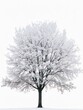 © Fokasu Art - Frost-covered trees in winter stand against an isolated white background with space for text