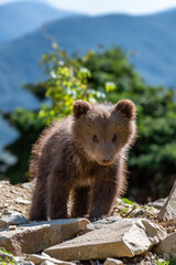 Wall Mural - brown bear cub walking across rocky hillside