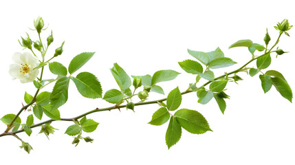 Green elm tree twig, branch isolated on a transparent background