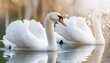 © Bilal - flamingos in the water, two white swans, wallpaper texted two swans in the lake, swans on the river,
